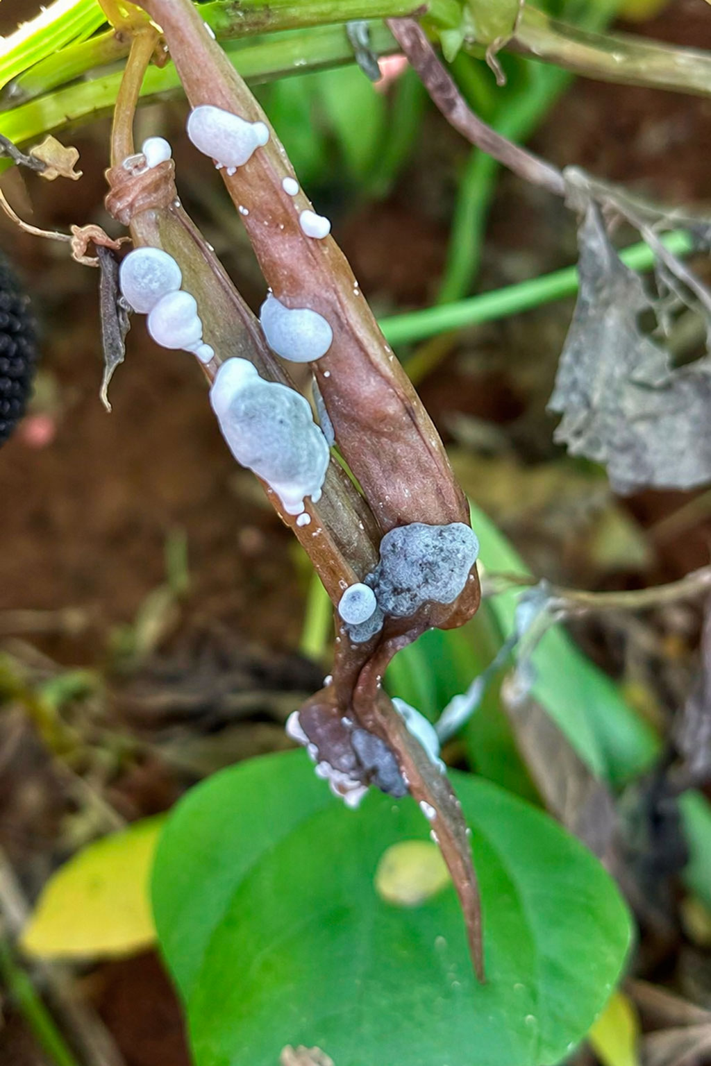 Sclerotinia sclerotiorum