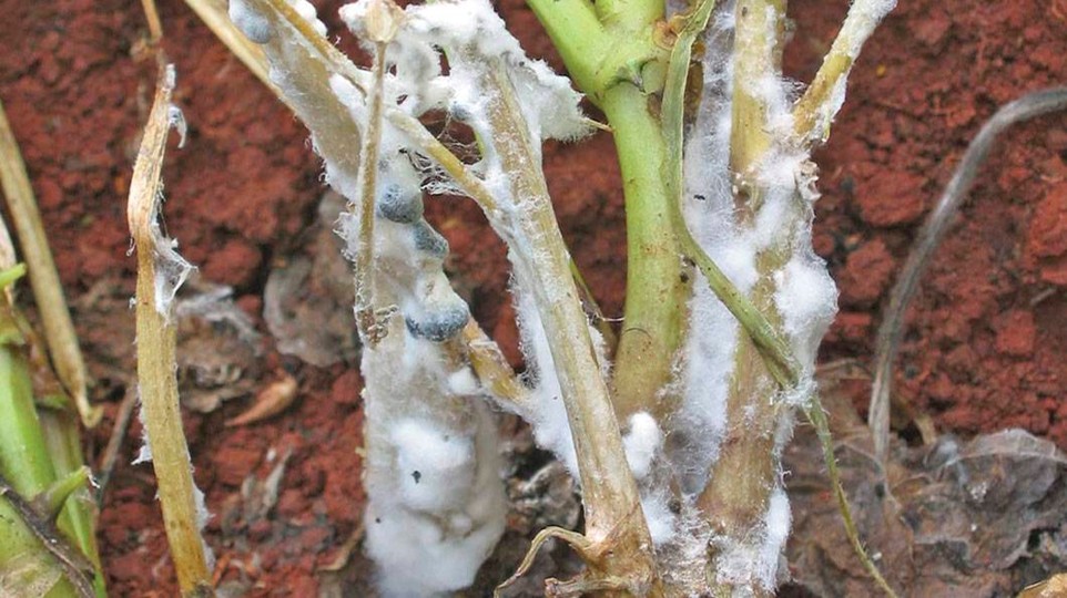 Sclerotinia sclerotiorum